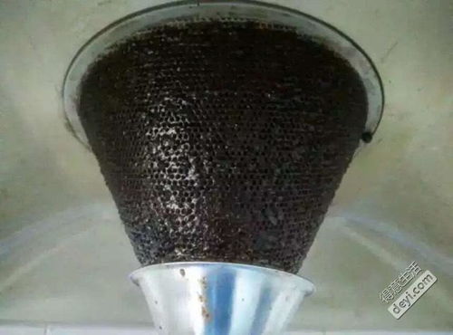 不給狗狗洗澡的危害，磨擦帶來的健康隱患